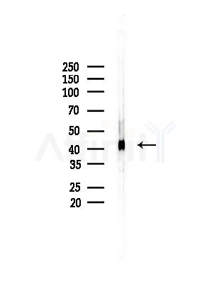 DNAJA1 Antibody - Western blot analysis of lysates from Mouse testis, using DNAJA1 Antibody at 1/1000 dilution.