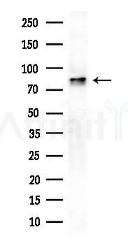 GTSE1 Antibody - Western blot analysis of extracts from Mouse testis, using GTSE1 Antibody at 1/1000 dilution.