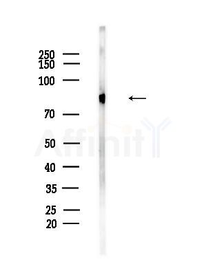 GTSE1 Antibody - Western blot analysis of lysates from Mouse testis, using GTSE1 Antibody at 1/1000 dilution.