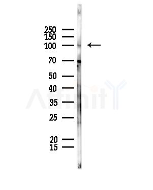 HSP74 Antibody - Western blot analysis of lysates from Rat liver, using HSP74 Antibody at 1/1000 dilution.