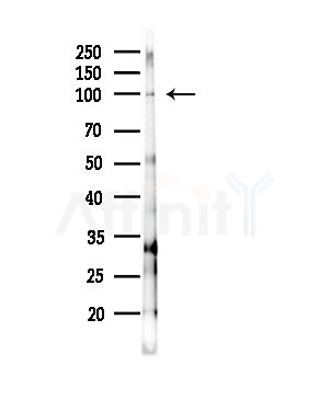 HSP74 Antibody - Western blot analysis of lysates from RAW264.