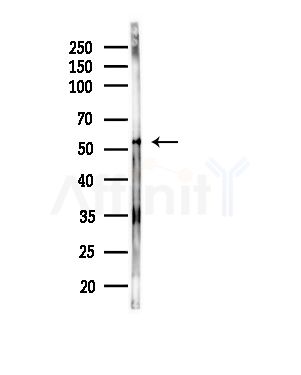 ILRL2 Antibody - Western blot analysis of lysates from RAW264.
