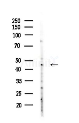 Keratin 23 Antibody - Western blot analysis of lysates from HepG2 cells(LPS,4h treatment), using Keratin 23 Antibody at 1/1000 dilution.