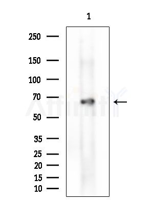 KRT81 Antibody - Western blot analysis of extracts from PC12 cells(LPS 4h treatment), using KRT81 Antibody at 1/1000 dilution.