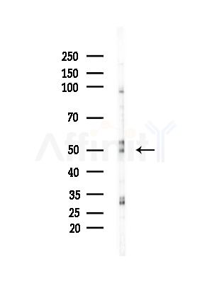 MAGEA4 Antibody - Western blot analysis of lysates from Mouse brain, using MAGEA4 Antibody at 1/1000 dilution.