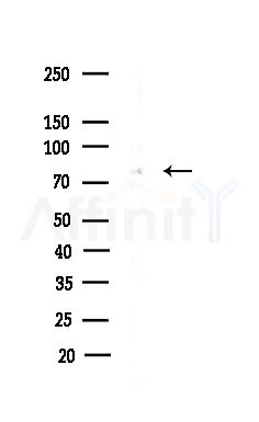 MAGC3 Antibody - Western blot analysis of lysates from COLO205 cells(heat-shock,45min treatment), using MAGC3 Antibody at 1/1000 dilution.