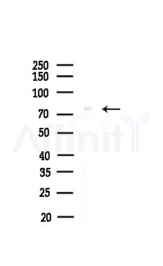 MAGC3 Antibody - Western blot analysis of lysates from Hela cells(heat-shock,45min treatment), using MAGC3 Antibody at 1/1000 dilution.
