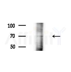 CYB5R4 Antibody - Western blot analysis of lysates from 3T3-L1 cells(heat-shock,45min treatment), using CYB5R4 Antibody at 1/1000 dilution.