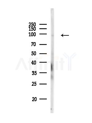 PDCD6IP Antibody - Western blot analysis of lysates from RAW264.