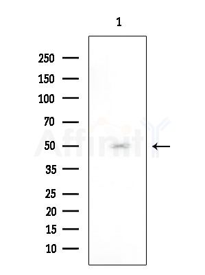 TUBE1 Antibody - Western blot analysis of extracts from Rat testis, using TUBE1 Antibody at 1/1000 dilution.
