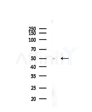 TUBE1 Antibody - Western blot analysis of lysates from Rat testis, using TUBE1 Antibody at 1/1000 dilution.