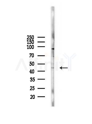 SYT2 Antibody - Western blot analysis of lysates from A375 cells(starvation,24h treatment), using SYT2 Antibody at 1/1000 dilution.