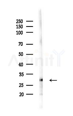GZMA Antibody - Western blot analysis of lysates from RAW264.