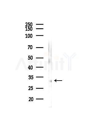 CENPP Antibody - Western blot analysis of lysates from HepG2 cells(starvation,24h treatment), using CENPP Antibody at 1/1000 dilution.