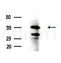 SP6 Antibody - Western blot analysis of extracts from A375 cells(heat-shock treatment), using SP6 Antibody at 1/1000 dilution.