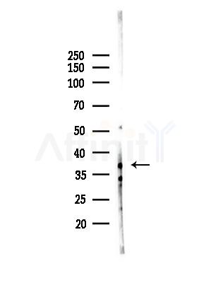 SP6 Antibody - Western blot analysis of lysates from A375 cells(heat-shock,45min treatment), using SP6 Antibody at 1/1000 dilution.