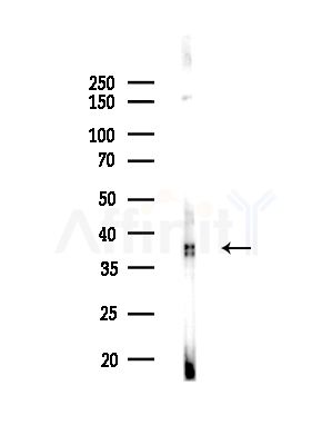 TNIP3 Antibody - Western blot analysis of lysates from MCF7 cells(heat-shock,45min treatment), using TNIP3 Antibody at 1/1000 dilution.