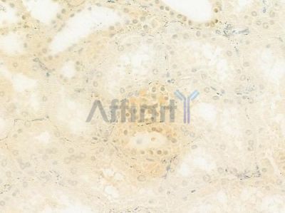 TNIP3 Antibody - DF9083 at 1/100 staining human normal kidney tissue by IHC-P.