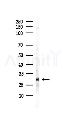 FMR1NB Antibody - Western blot analysis of lysates from RAW264.