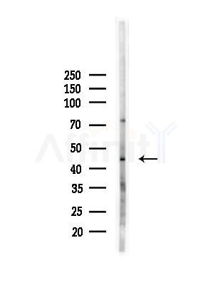 ORC4L Antibody - Western blot analysis of lysates from PC12 cells(LPS, 4h treatment), using ORC4L Antibody at 1/1000 dilution.