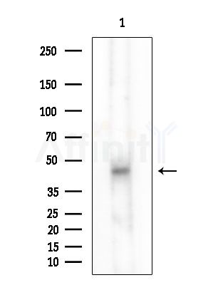 POU3F3 Antibody - Western blot analysis of extracts from B16F10-LUC cells(starvation treatment), using POU3F3 Antibody at 1/1000 dilution.