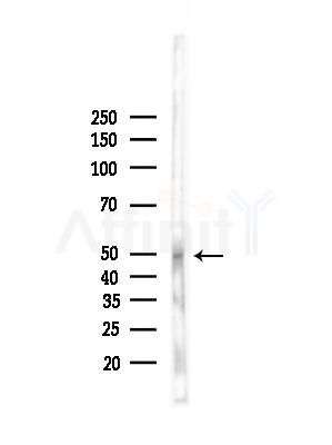 POU3F3 Antibody - Western blot analysis of lysates from B16F10-LUC cells(starvation,24h treatment), using POU3F3 Antibody at 1/1000 dilution.