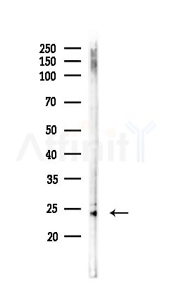 MRPS15 Antibody - Western blot analysis of lysates from Mouse brain, using MRPS15 Antibody at 1/1000 dilution.