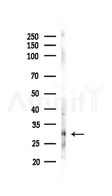 MRPS15 Antibody - Western blot analysis of lysates from RAW264.