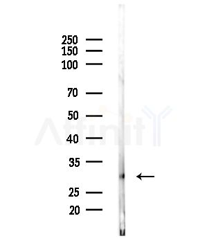 MRPS18B Antibody - Western blot analysis of lysates from Mouse testis, using MRPS18B Antibody at 1/1000 dilution.