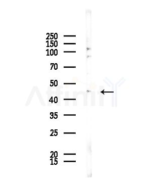 MRPS31 Antibody - Western blot analysis of lysates from COLO205 cells, using MRPS31 Antibody at 1/1000 dilution.