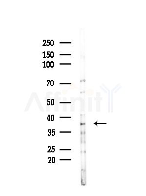 MRPL1 Antibody - Western blot analysis of lysates from Mouse brain, using MRPL1 Antibody at 1/1000 dilution.