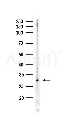 MRPL2 Antibody - Western blot analysis of lysates from Mouse brain, using MRPL2 Antibody at 1/1000 dilution.
