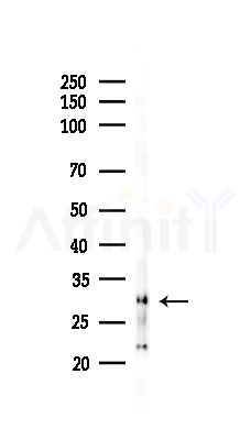 MRPL2 Antibody - Western blot analysis of lysates from RAW264.