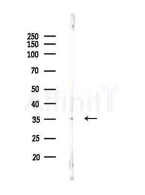 MRPL28 Antibody - Western blot analysis of lysates from Rat liver, using MRPL28 Antibody at 1/1000 dilution.