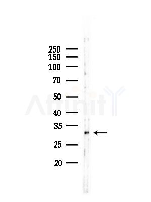MRPL45 Antibody - Western blot analysis of lysates from RAW264.