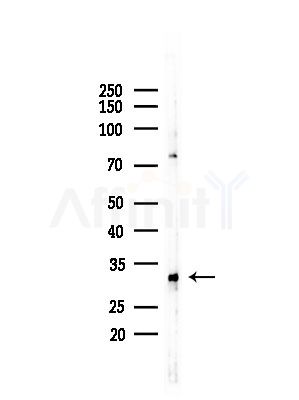 MRPL45 Antibody - Western blot analysis of lysates from LoVo cells(heat-shock,45min treatment), using MRPL45 Antibody at 1/1000 dilution.