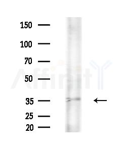 HAAO Antibody - Western blot analysis of lysates from B16F10-LUC cells(UV, 30min treatment), using HAAO Antibody at 1/1000 dilution.