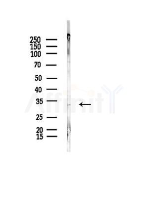 HAAO Antibody - Western blot analysis of lysates from B16F10-LUC cells(UV,30min treatment), using HAAO Antibody at 1/1000 dilution.