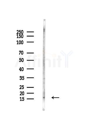 RPS17 Antibody - Western blot analysis of lysates from LoVo cells(heat-shock,45min treatment), using RPS17 Antibody at 1/1000 dilution.