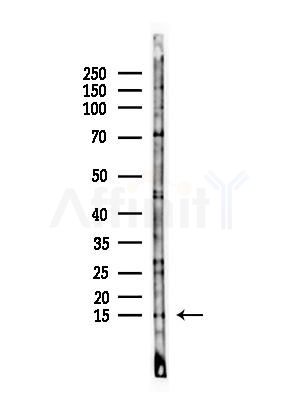 RPS27 Antibody - Western blot analysis of lysates from B16F10-LUC cells(heat-shock,45min treatment), using RPS27 Antibody at 1/1000 dilution.