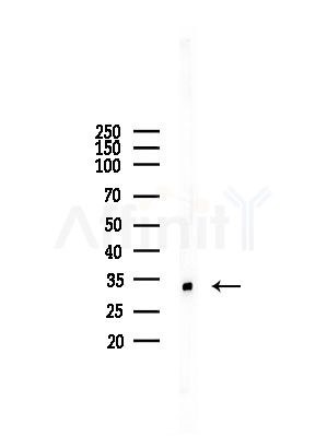 RPS3A Antibody - Western blot analysis of lysates from A375 cells(starvation,24h treatment), using RPS3A Antibody at 1/1000 dilution.