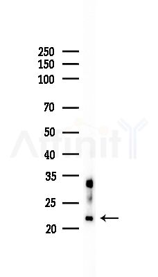 RPL24 Antibody - Western blot analysis of lysates from RAW264.