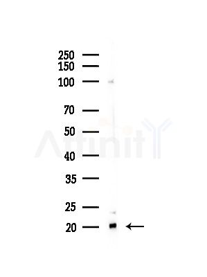 RPL27 Antibody - Western blot analysis of lysates from HepG2 cells(LPS,4h treatment), using RPL27 Antibody at 1/1000 dilution.