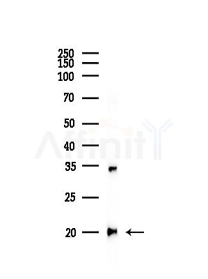 RPL27 Antibody - Western blot analysis of lysates from RAW264.