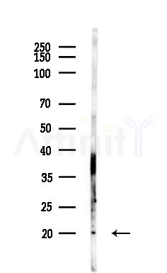 RPL38 Antibody - Western blot analysis of lysates from MCF7 cells(heat-shock,45min treatment), using RPL38 Antibody at 1/1000 dilution.
