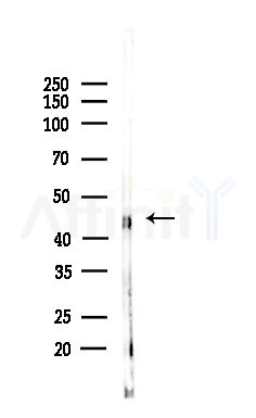 RPL4 Antibody - Western blot analysis of lysates from Hela cells(LPS,4h treatment), using RPL4 Antibody at 1/1000 dilution.