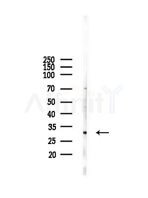 RPL7A Antibody - Western blot analysis of lysates from A375 cells(starvation,24h treatment), using RPL7A Antibody at 1/1000 dilution.