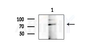 AAT1 Antibody - Western blot analysis of extracts from Rat brain, using AAT1 Antibody at 1/1000 dilution.