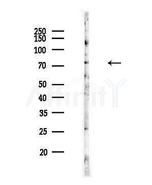 AAT1 Antibody - Western blot analysis of lysates from Rat brain, using AAT1 Antibody at 1/1000 dilution.