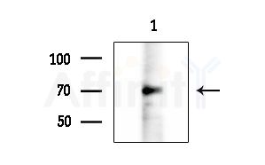 APBA2 Antibody - Western blot analysis of extracts from HUVEC cells, using APBA2 Antibody at 1/1000 dilution.